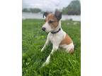 Adopt Mary a Red/Golden/Orange/Chestnut - with White Australian Cattle Dog dog