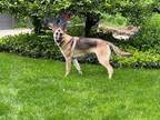 Adopt Faith (Shepherd Trio) a Black - with Tan, Yellow or Fawn German Shepherd