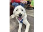 Adopt Monty a White Standard Poodle / Husky dog in Armonk, NY (40826867)