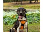 Adopt Ringo a Black - with White Great Dane dog in Brookeville, MD (41236325)
