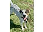 Adopt Zara a White - with Tan, Yellow or Fawn Australian Cattle Dog / Catahoula