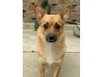 Adopt Mozzarella a Corgi dog in San Diego, CA (40558702)