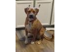 Adopt Boss a Labrador Retriever / Boxer dog in Wendell, NC (41390377)