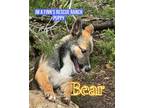 Adopt Bear a Brown/Chocolate - with Black Belgian Shepherd / Husky dog in Bend