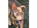 Adopt VARA a Tan/Yellow/Fawn German Shepherd Dog / Australian Kelpie dog in