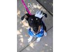 Adopt Rylee a Black - with White Foxhound / Collie dog in Norristown