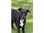 Adopt Andy - Bristol’s litter of 3 a Black Australian Kelpie / Hound (Unknown