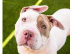 Adopt Floppy a Staffordshire Bull Terrier / Mixed dog in San Diego