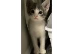 Adopt Hope a White Domestic Mediumhair / Mixed Breed (Medium) / Mixed (short