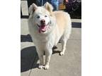 Adopt Tobi a Alaskan Malamute / Mixed dog in Novato, CA (41317970)