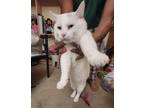 Adopt Jack Frost a White Turkish Angora / Mixed (short coat) cat in Oxford