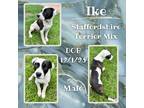 Adopt Ike a White American Staffordshire Terrier / Mixed dog in Caldwell