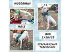Adopt Muscadine a White American Staffordshire Terrier / Mixed dog in Caldwell