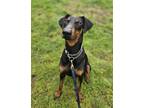 Adopt June a Black - with Brown, Red, Golden, Orange or Chestnut Doberman