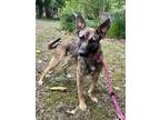 Adopt Cindy Lou a Tan/Yellow/Fawn Belgian Malinois / German Shepherd Dog / Mixed