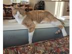 Adopt Henry (bonded to Goose) a Orange or Red (Mostly) Domestic Shorthair (short