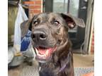 Adopt Posey a Labrador Retriever / Mixed Breed (Medium) / Mixed dog in