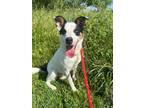 Adopt Henry a Border Collie / Mixed dog in Columbia, TN (41388747)