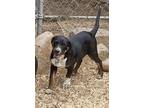 Adopt ROSIE a Black - with White Labrador Retriever / Blue Heeler / Mixed dog in