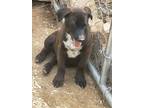 Adopt ROMAN a Brown/Chocolate - with White Labrador Retriever / Blue Heeler /