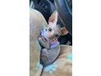 Adopt Beanie a Cream or Ivory Sphynx / Mixed (hairless coat) cat in Corning