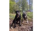 Adopt Exodus a Black - with White Presa Canario / Mixed dog in Cross Lanes