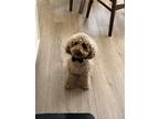 Adopt Papicino a Tan/Yellow/Fawn Goldendoodle / Mixed dog in Berkeley