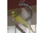 Adopt Spring and Snow a Parakeet - Other bird in Aurora, IL (41379947)