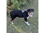 Adopt Jesse a Tricolor (Tan/Brown & Black & White) Australian Shepherd / Mixed