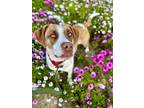 Adopt Ivy - Courtesy Post a Boxer / Mixed dog in San Diego, CA (41082074)