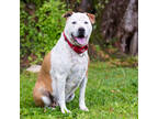 Adopt Moose a White Australian Cattle Dog / Mixed Breed (Medium) / Mixed (short