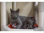 Adopt Jasper a Russian Blue (short coat) cat in Fresno, CA (41354200)