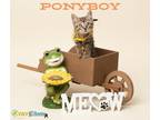 Ponyboy Domestic Shorthair Kitten Male