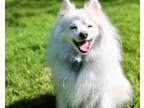 Adopt Wimble a White American Eskimo Dog / Mixed dog in Bethel, CT (41389717)