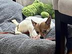 Charlie Chihuahua Young Male