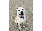 Adopt Thor a Brindle Akita / Husky / Mixed (short coat) dog in Kokomo