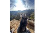 Adopt Scout a Gray/Blue/Silver/Salt & Pepper Husky / Mixed dog in Colorado