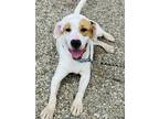 Adopt Sandy a White Golden Retriever / Hound (Unknown Type) / Mixed (short coat)