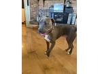 Adopt THOR a Gray/Blue/Silver/Salt & Pepper American Pit Bull Terrier / Mixed