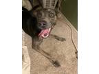 Adopt Vegas a Black Mutt / Shepherd (Unknown Type) / Mixed dog in Albuquerque