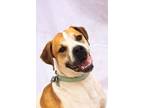 Adopt Oscar a White - with Red, Golden, Orange or Chestnut Boxer / American