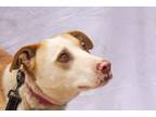 Adopt Jackson a Red/Golden/Orange/Chestnut - with White Australian Cattle Dog /