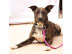 Adopt Millie a Brindle - with White Pit Bull Terrier / Labrador Retriever /