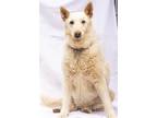Adopt Savannah a White Shepherd (Unknown Type) / Siberian Husky / Mixed dog in