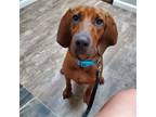 Adopt Sven a Brown/Chocolate Bloodhound / Bluetick Coonhound / Mixed dog in