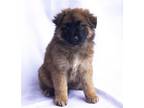 Adopt Terra a Brown/Chocolate - with Black German Shepherd Dog / Chow Chow /