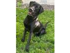 Adopt Parker a Black Black and Tan Coonhound / Labrador Retriever dog in Twin