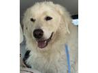 Adopt Bader a White Great Pyrenees / Mixed dog in Wake Forest, NC (41389503)