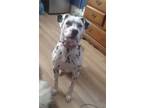 Adopt NALLA a Black - with White Dalmatian / American Staffordshire Terrier /