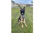 Adopt Reno a Tan/Yellow/Fawn - with Black German Shepherd Dog / Mixed dog in